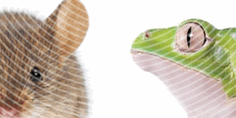 Frog and mouse